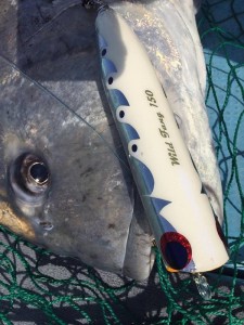 13414512_930720720374182_507295751_n