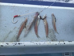 13883855_939373159523031_1095810154_n