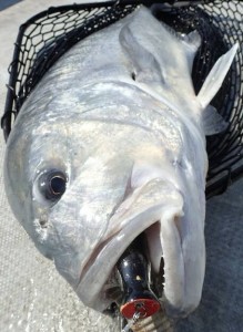 15174519_1104368816337689_46337509_n