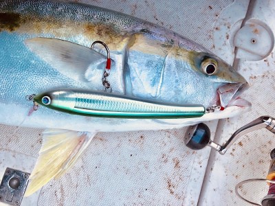 46850082_398953400644121_7503677276249128960_n